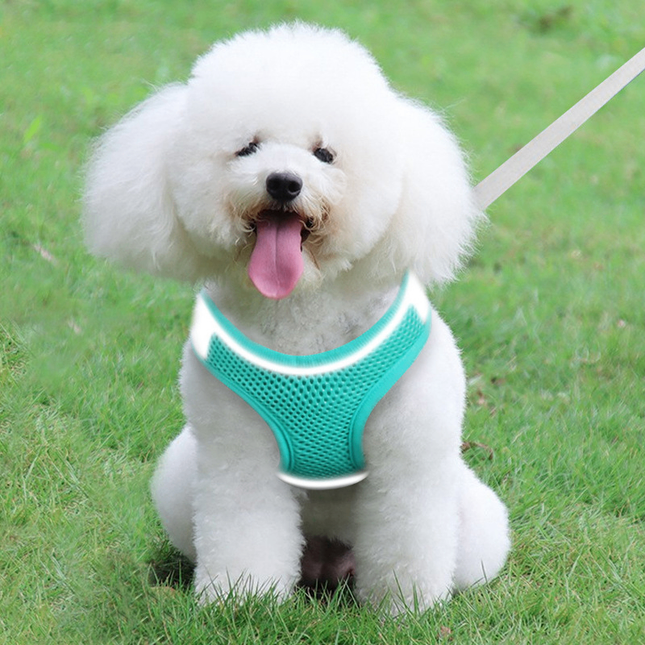 Reflective Vest and Leash for Outdoor Dog Walking