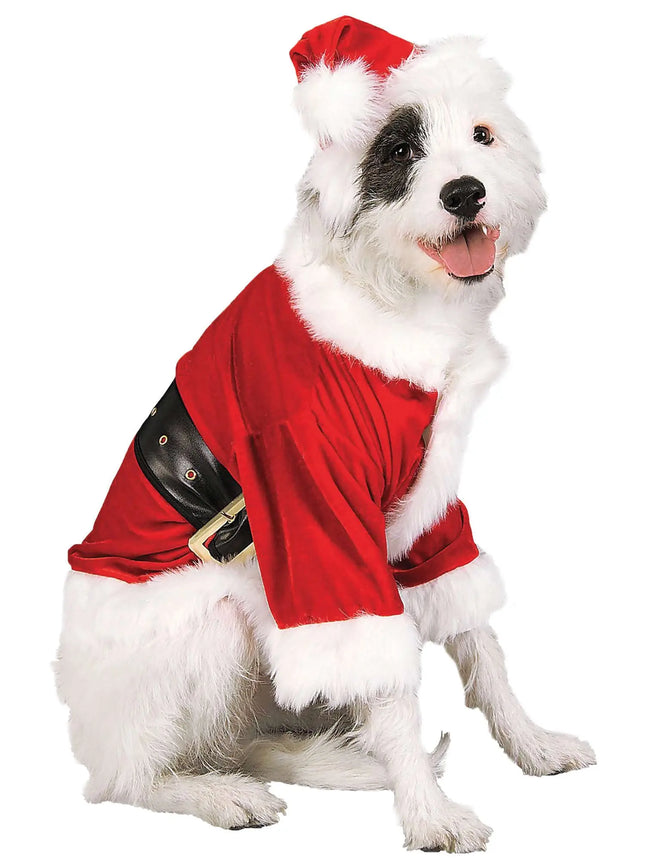 Small white dog wearing a Rubies Santa Claus pet costume with a red hat and suit.