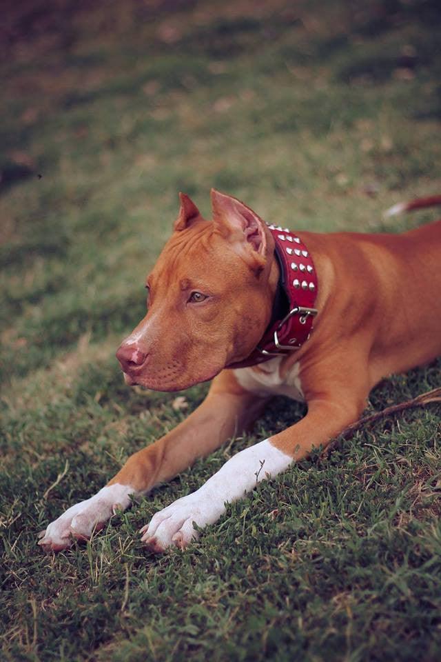 Brown dog with red studded collar lying on grass, showcasing pet accessories for dogs