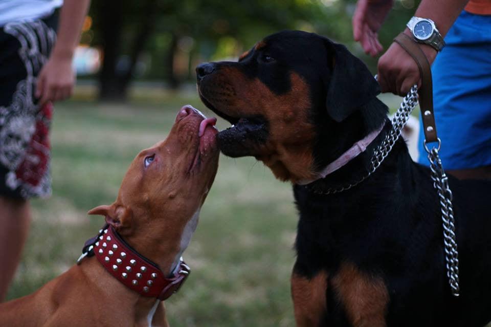 Two dogs playing outdoors, one wearing a studded collar, ideal for pet accessories and dog care products.