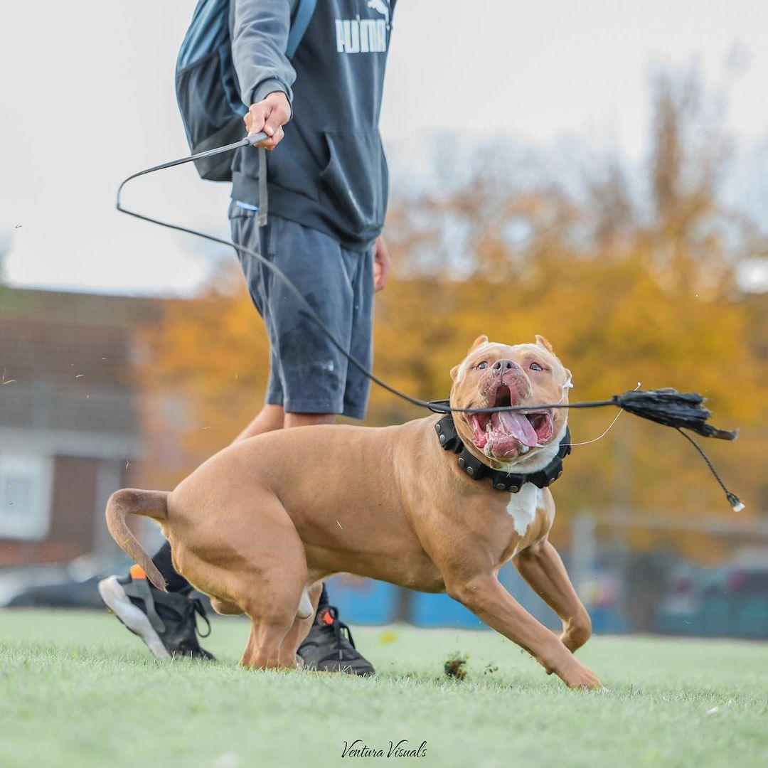 Happy pitbull dog playing tug-of-war with rope toy on grass, wearing collar, ideal for dog training and outdoor fun