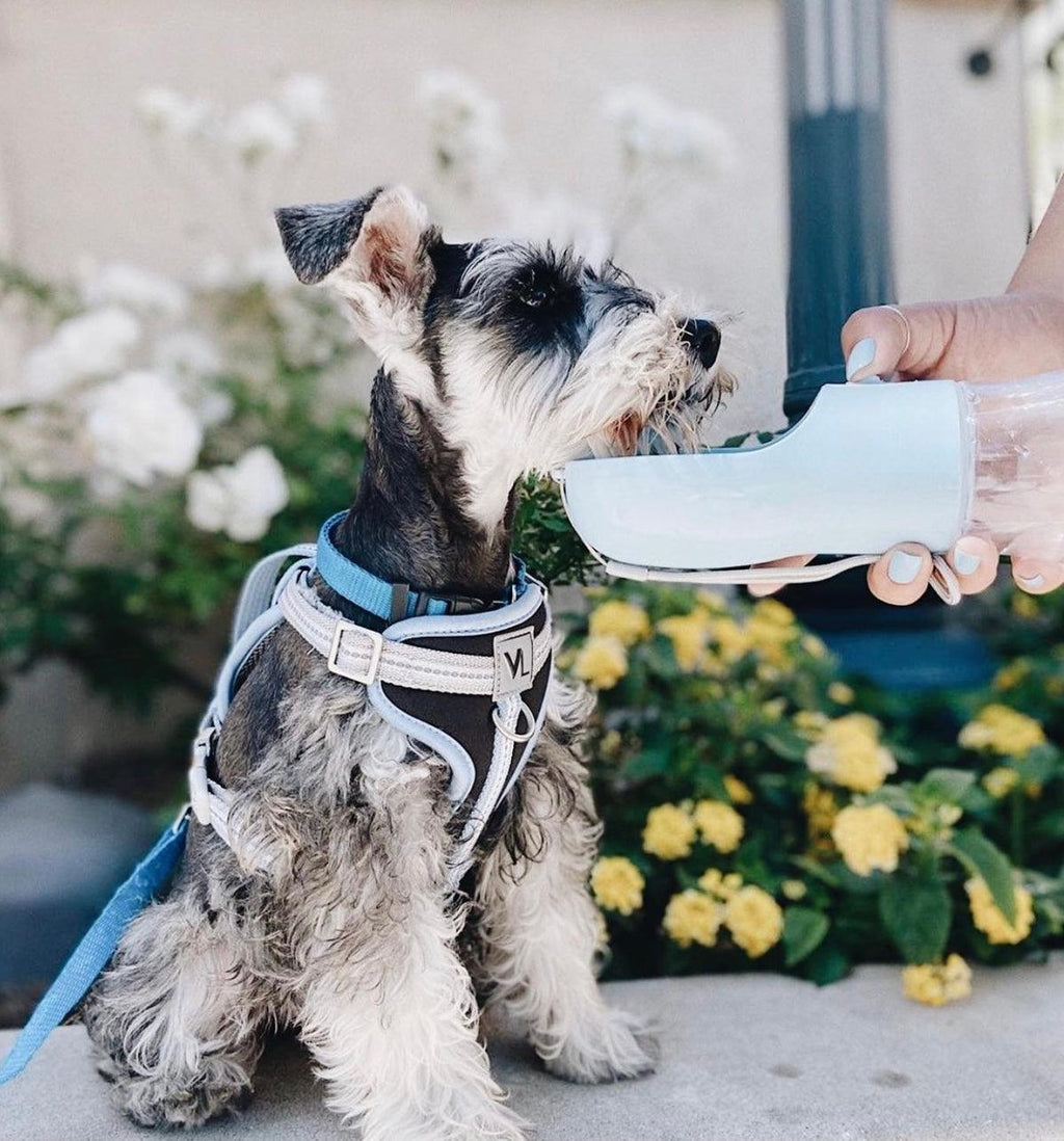 Schnauzer dog drinking from portable water bottle outdoors, wearing harness for pet travel