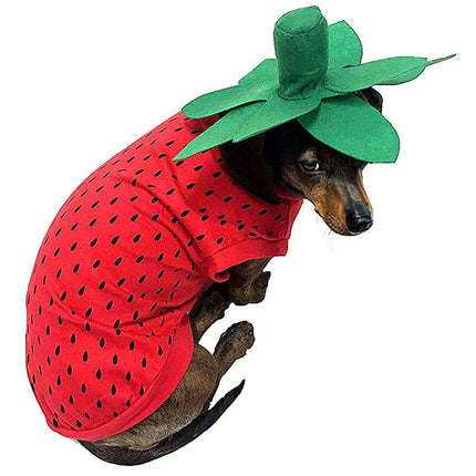 Dachshund wearing a red strawberry dog costume with a green leaf hat