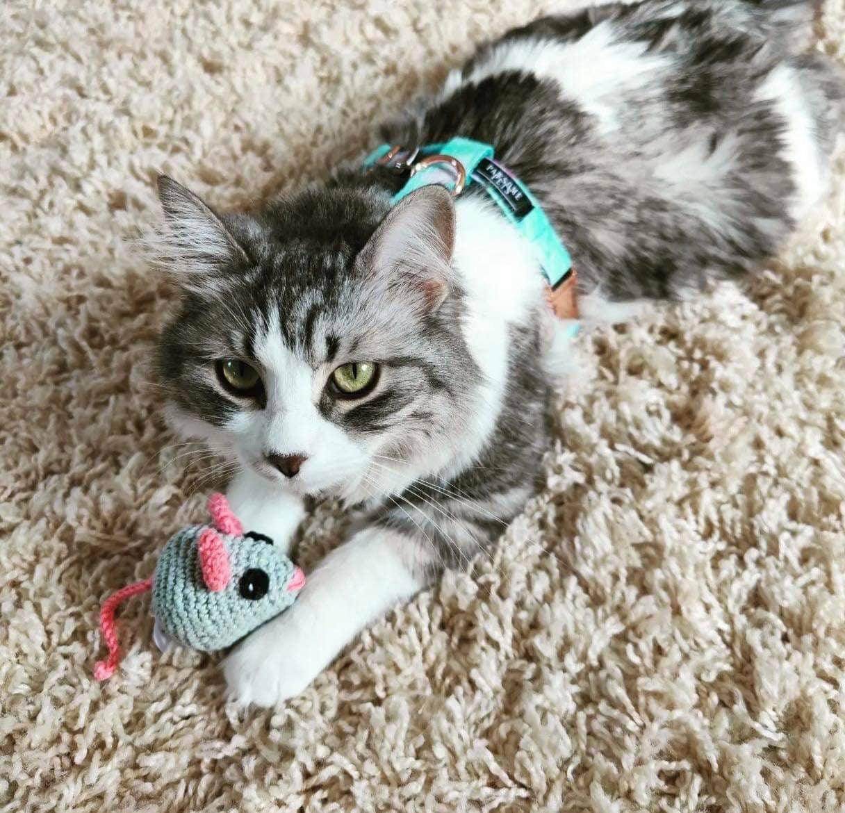 Step N Bundle - Sky (2 Pieces) - Nai Pet Store