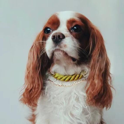 62231638740780_.pic_3a319cbb-dc29-4b27-a7b2-84b7dce89006 - Nai Pet Store