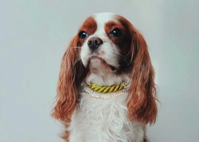 62231638740780_.pic_3a319cbb-dc29-4b27-a7b2-84b7dce89006 - Nai Pet Store