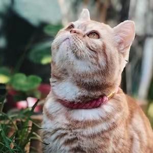Orange tabby cat wearing red collar, gazing upward in garden setting