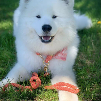 62251638740781_.pic_176c7d67-0207-4d34-952c-eba284ae52fa - Nai Pet Store