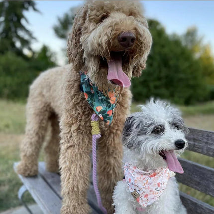62261638740782_.pic_299afd0e-cb76-4bbf-b568-4200addbca64 - Nai Pet Store