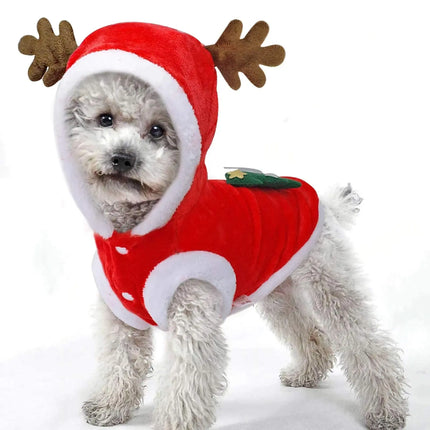 Small white dog wearing a red reindeer Santa-inspired Christmas pet costume with antlers.