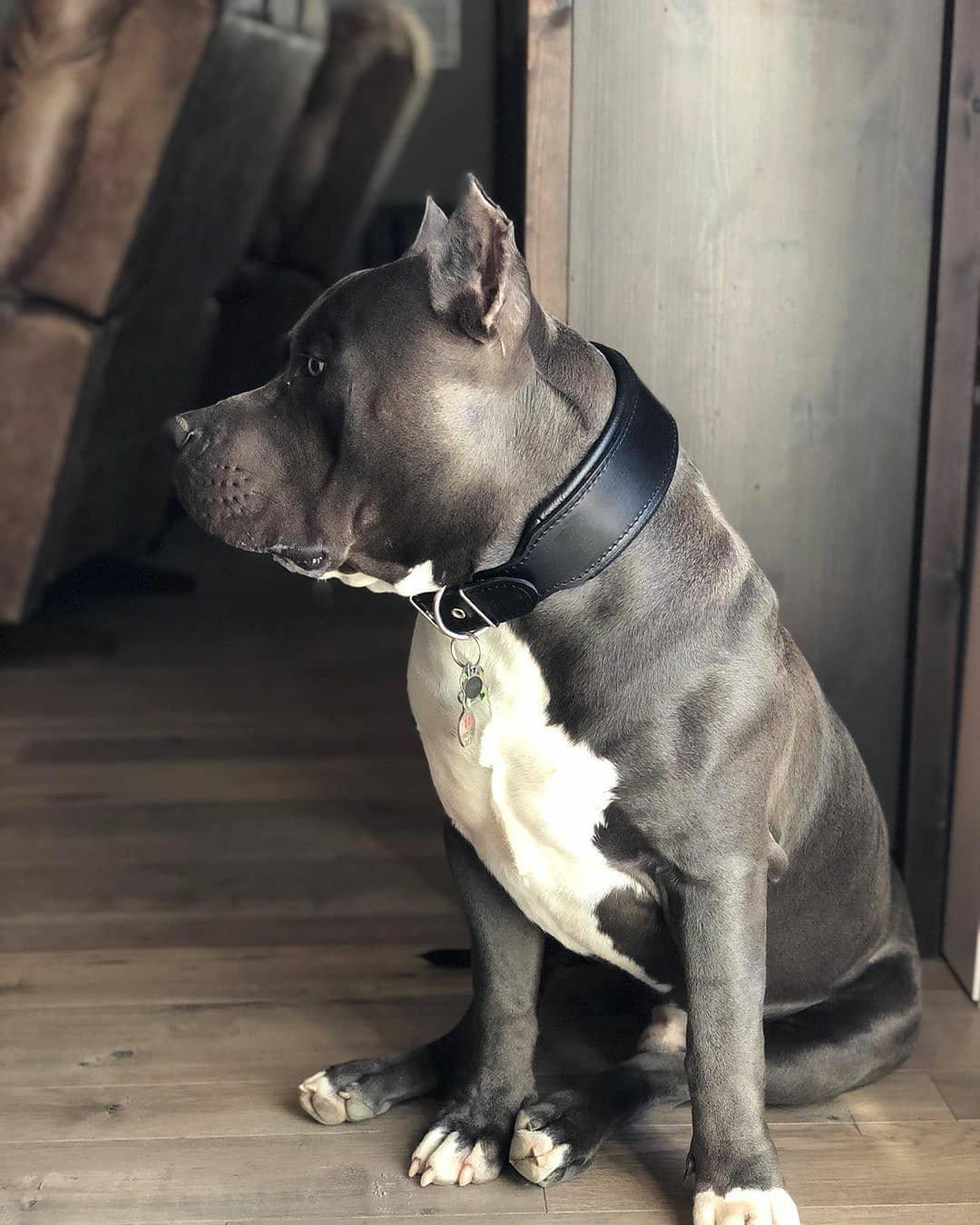 Gray and white pitbull wearing black leather collar, sitting on wooden floor