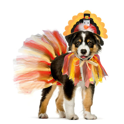Dog wearing a 3-piece turkey pet costume set with a colorful tulle tutu and headpiece.