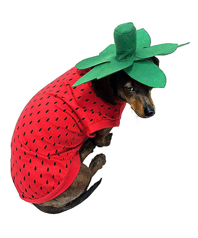 Dachshund dog wearing a red strawberry costume with a green leaf hat.