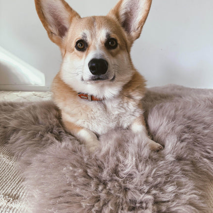 A39F2144-ACE0-4815-8DBE-E81AE1635EC7_L0_001-07_01_2023_18_42_04 - Nai Pet Store