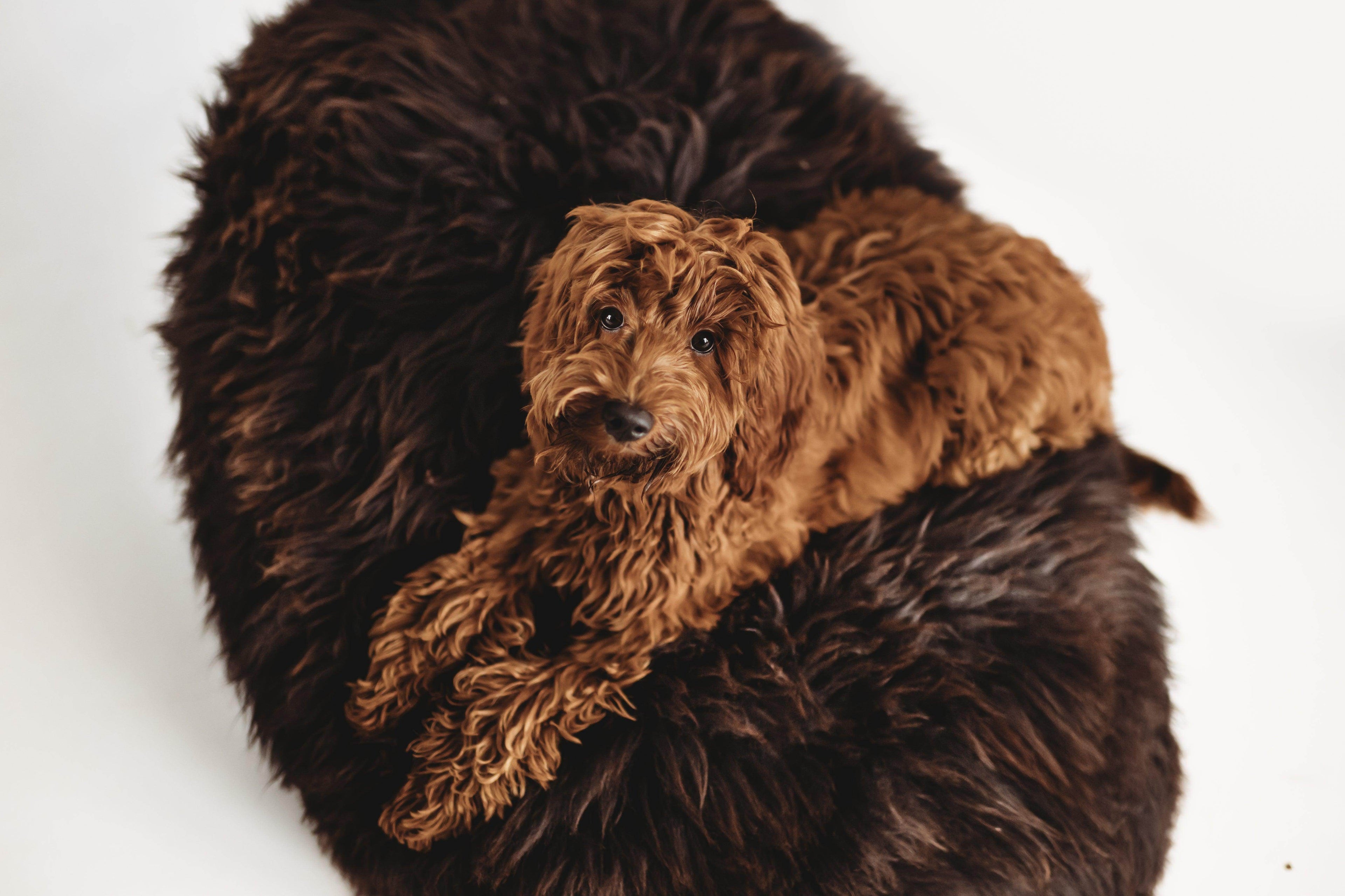 Oval Natural Sheepskin Pet Bed - Chocolate Brown - Nai Pet Store
