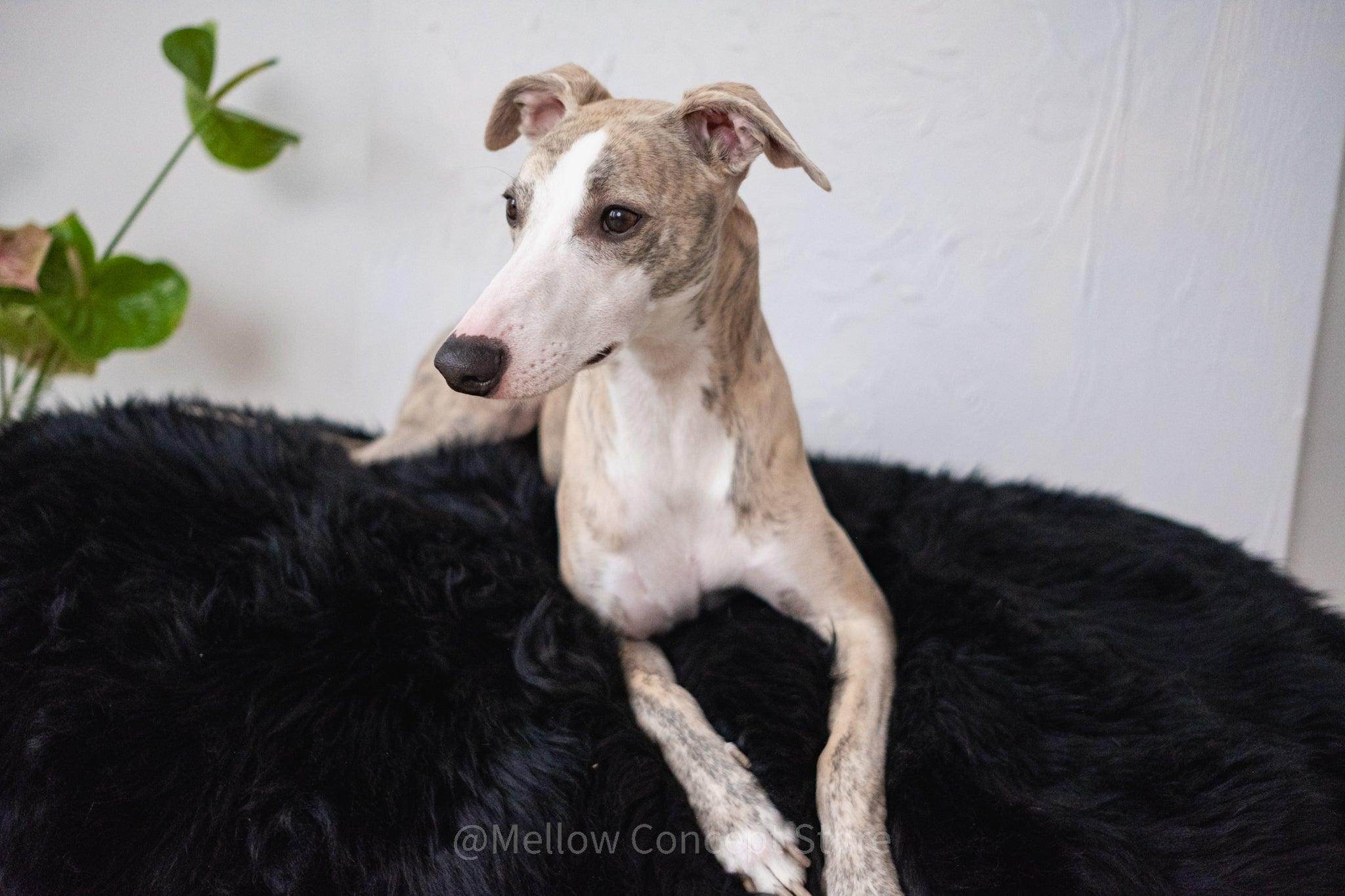 Oval Natural Sheepskin Pet Bed - Black - Nai Pet Store