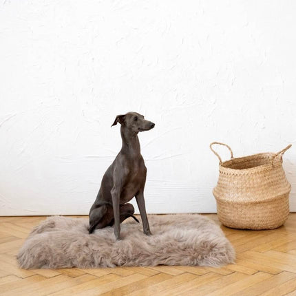 MSG_4606_Large_7f061adc-2004-4851-9d5c-2254f7c96b2c - Nai Pet Store