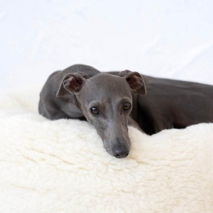 MSG_4774_Large_22e0d1b1-eb72-4f9a-9271-1504d8ae2ad2 - Nai Pet Store
