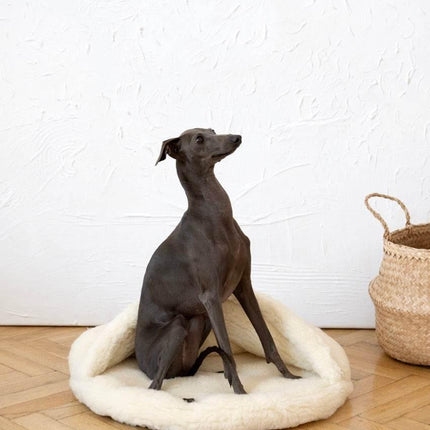 MSG_4823_Large_fe667f9b-2e05-4c82-930c-d20758f54909 - Nai Pet Store