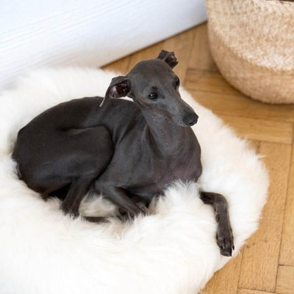 MSG_4907_Large_e1d4299b-b5cd-4497-83e4-f88697fb4ce2 - Nai Pet Store