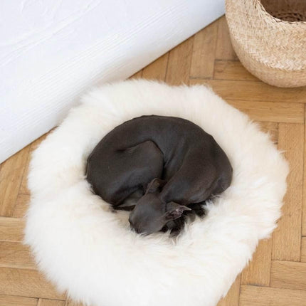 MSG_4919_Large_6e2a5981-b91f-4ca1-adda-676923ebe312 - Nai Pet Store