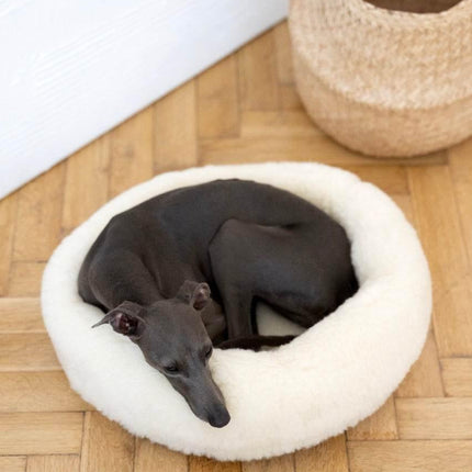 MSG_4974_Large_a2c5d016-1916-418e-a6dc-4f40c2aad03f - Nai Pet Store