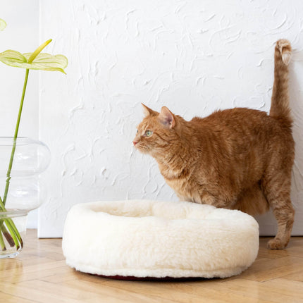 MSG_9451 - Nai Pet Store