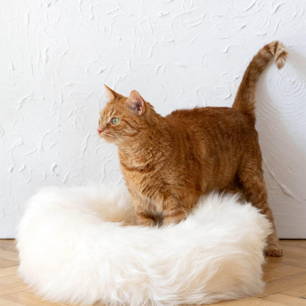 MSG_9495 - Nai Pet Store