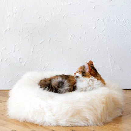 MSG_9509 - Nai Pet Store