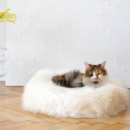 MSG_9513 - Nai Pet Store