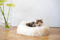 MSG_9513 - Nai Pet Store