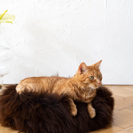 MSG_9649 - Nai Pet Store