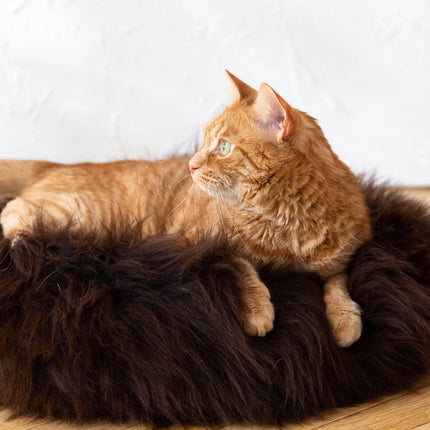 MSG_9652 - Nai Pet Store