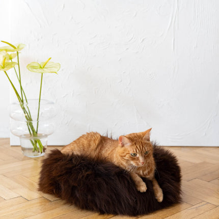 MSG_9657 - Nai Pet Store