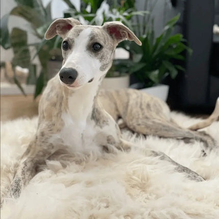 Grey and white brindle dog lying on a white Mellow Pet Store natural sheepskin pet mat.