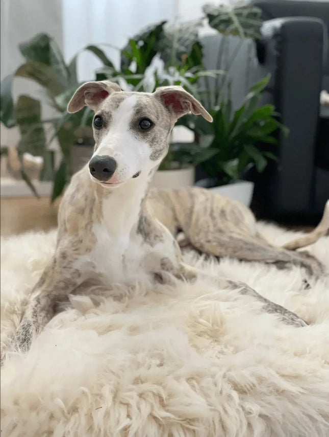 Grey and white brindle dog lying on a white Mellow Pet Store natural sheepskin pet mat.