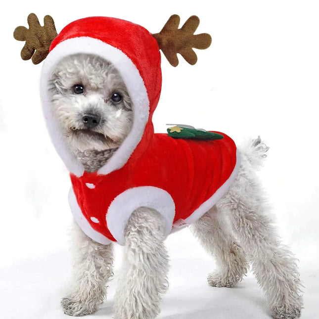 Small white dog wearing a red reindeer Christmas pet costume with antlers.