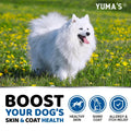 Fluffy white dog in sunny field with YUMA'S skin & coat health benefits for healthy skin, shiny coat, allergy relief