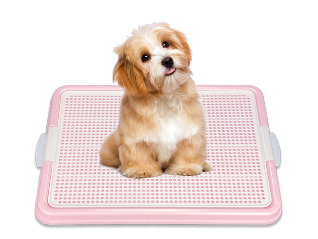 Cute puppy sitting on pink perforated pet training pad for dogs