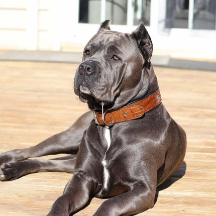 bestia.collars-277522643-680179099976843-7857431936487526451-n-2726 - Nai Pet Store