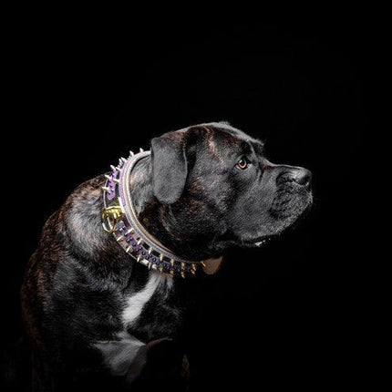 candy_collar2 - Nai Pet Store