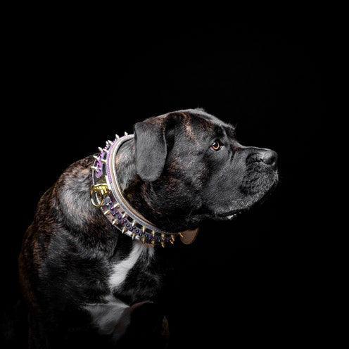 candy_collar2 - Nai Pet Store