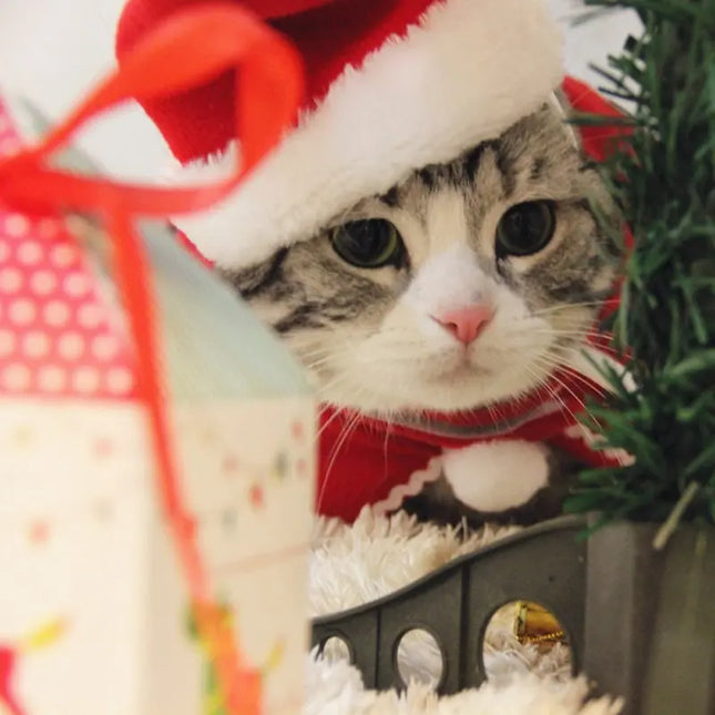 Christmas Pet Hats & Accessories