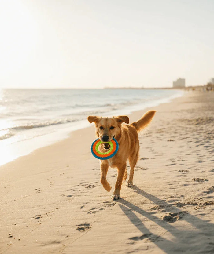 image_4d2da919-4f8e-4ad0-8979-e80fd9f2a8b0 - Nai Pet Store
