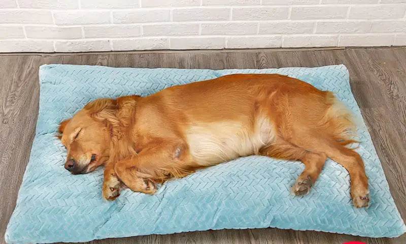 Long Warm Plush Dog Bed with Quilted Base - 4 Sizes - Nai Pet Store