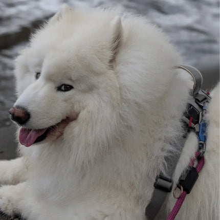 lifestyle1_96bbe3b6-1d7f-4809-8765-9375b6b18740 - Nai Pet Store