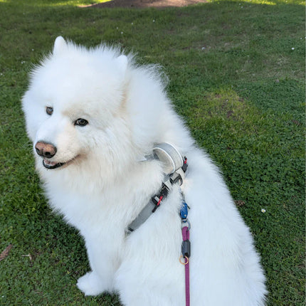 lifestyle1_cebf83de-dbec-4033-b1a9-e52bbf3c1331 - Nai Pet Store