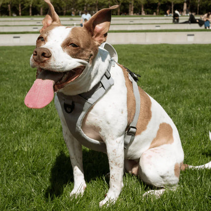 lifestyle2_acdf2a0d-1fe3-47b5-bc77-632d2ddfea59 - Nai Pet Store