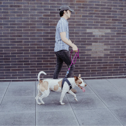 lifestyle6_3c6f4ae7-ab94-4dca-befb-01e9ccb301df - Nai Pet Store