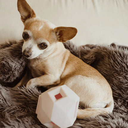 lifestyle_6 - Nai Pet Store